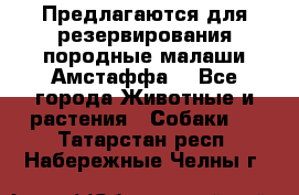 Предлагаются для резервирования породные малаши Амстаффа  - Все города Животные и растения » Собаки   . Татарстан респ.,Набережные Челны г.